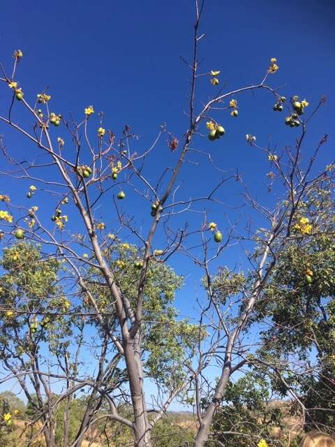 Image of Cochlospermum gillivraei Benth.