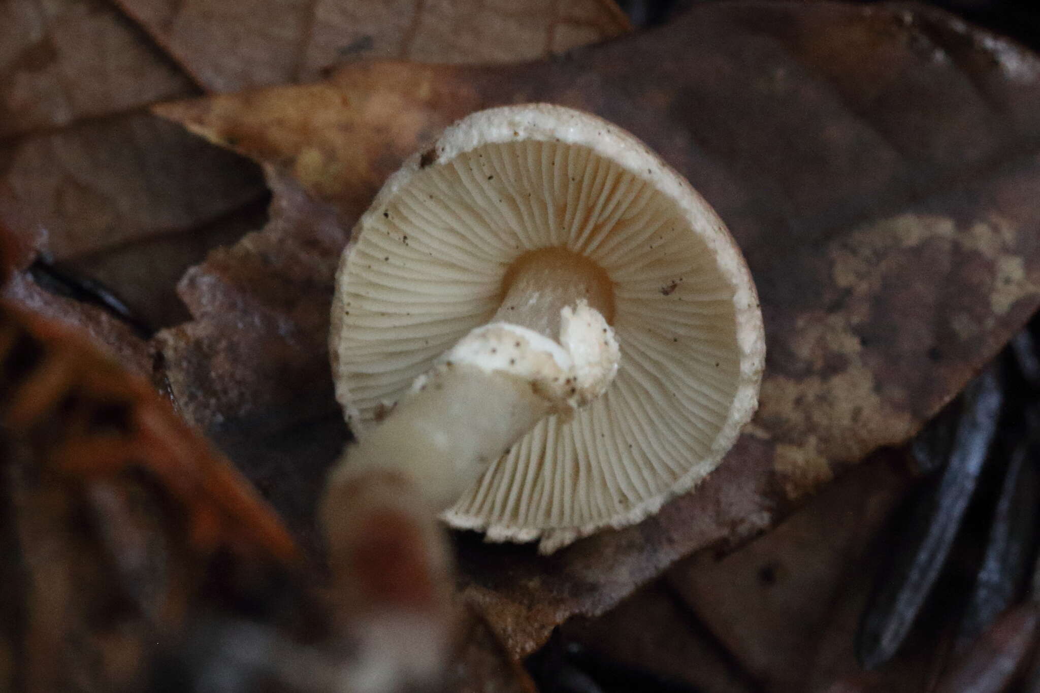 Lepiota castaneidisca Murrill 1912 resmi