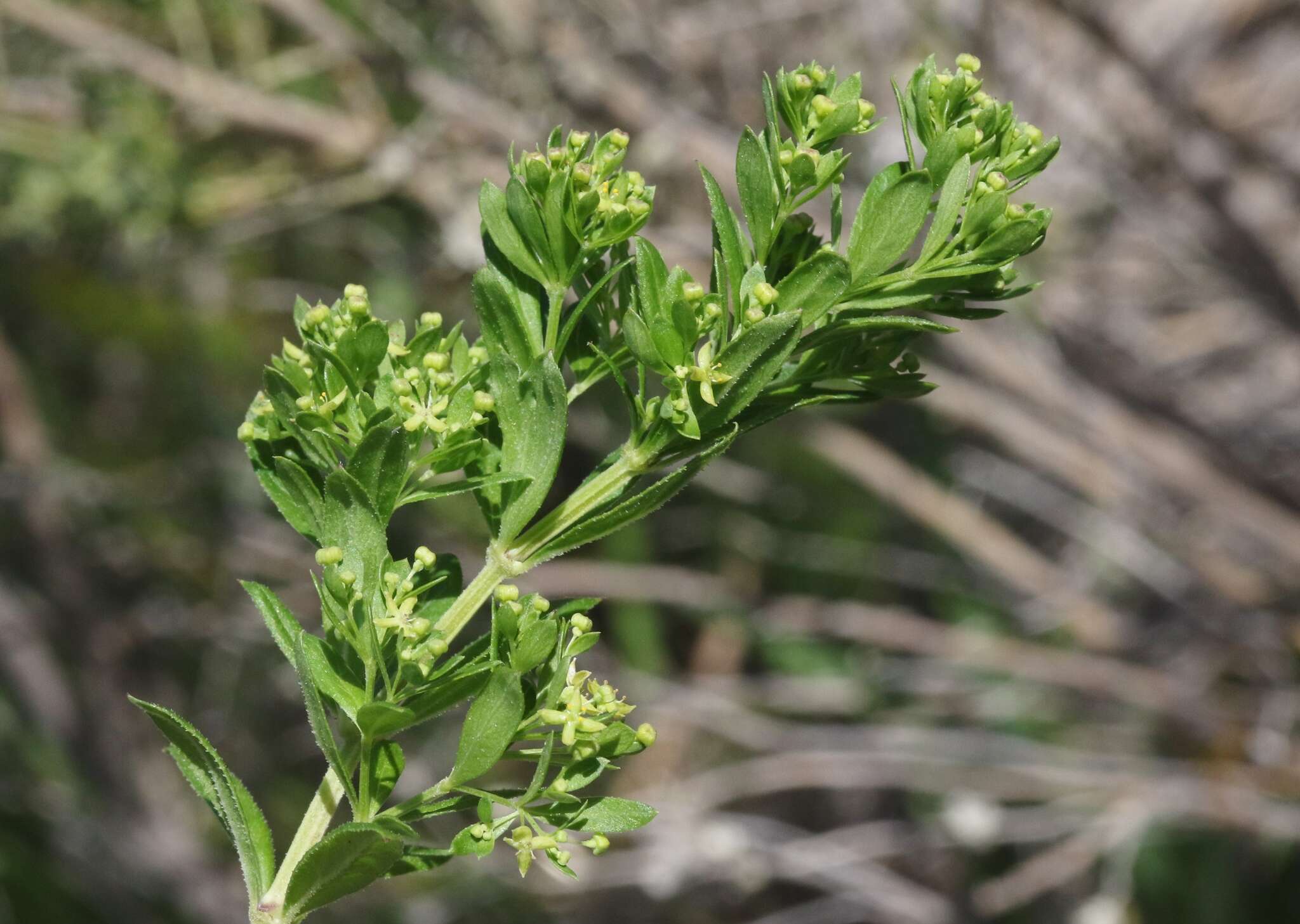 Plancia ëd Galium buxifolium Greene