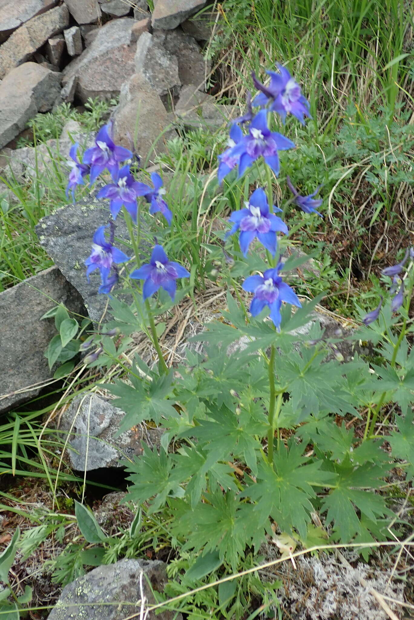 Delphinium brachycentrum Ledeb.的圖片