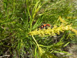 Image of Trichodes bibalteatus Le Conte 1858