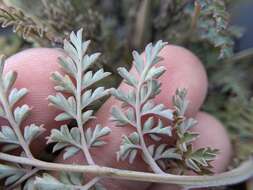 Image of Corydalis ophiocarpa Hook. fil. & Thomson