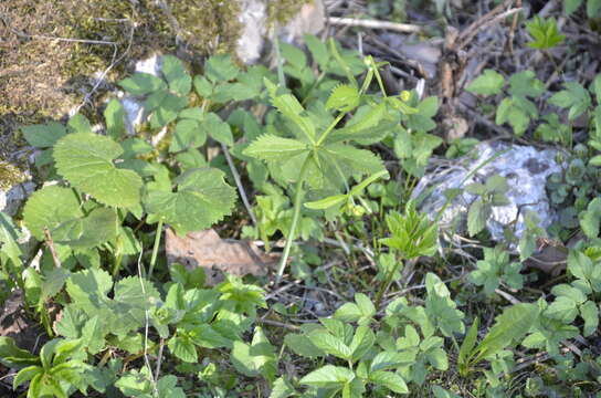 Image of Ranunculus cassubicus L.