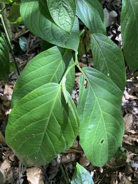 Image of Guyanese pepper