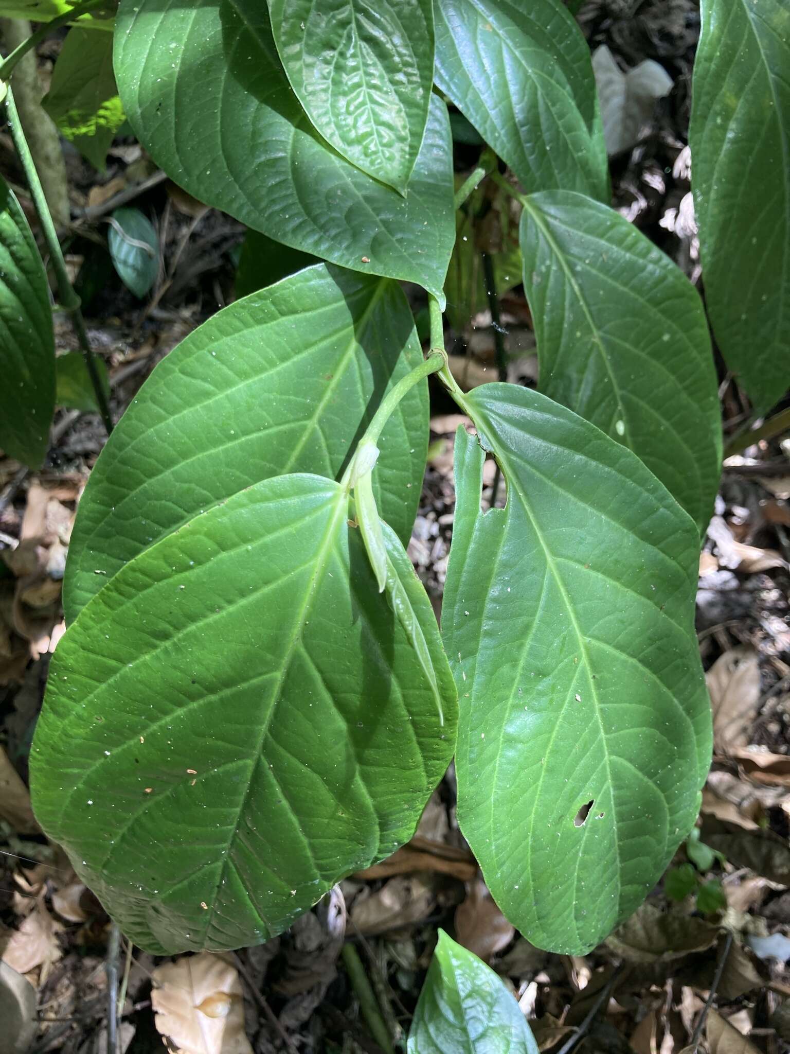 Plancia ëd Piper glabrescens (Miq.) C. DC.