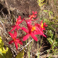 Plancia ëd Epidendrum obrienianum Rolfe