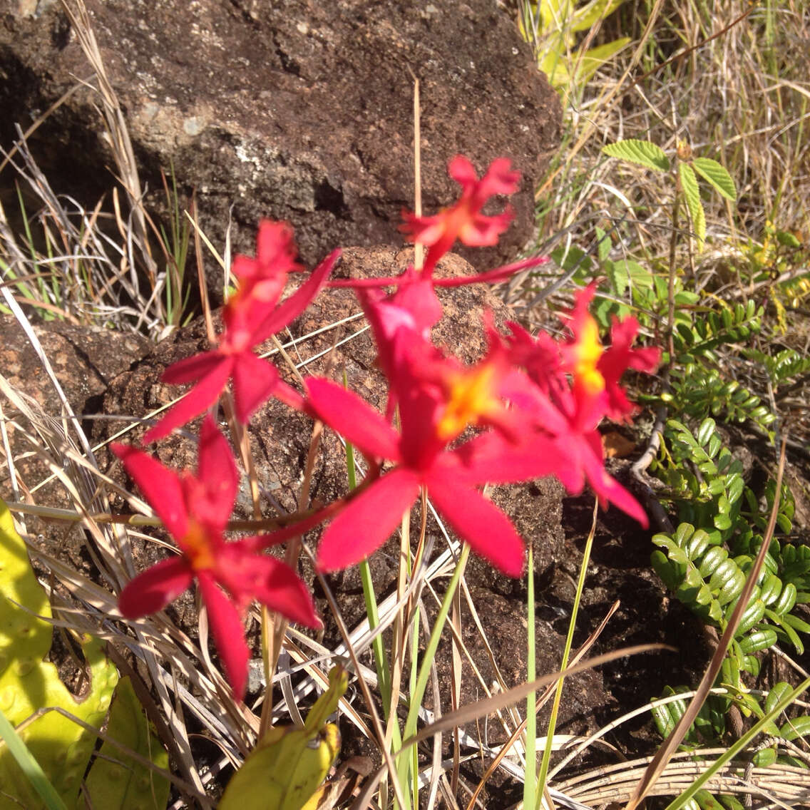 Plancia ëd Epidendrum obrienianum Rolfe