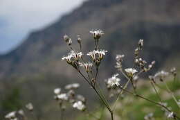 Image of sharpleaf baby's-breath