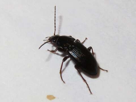 Image of Carabidae