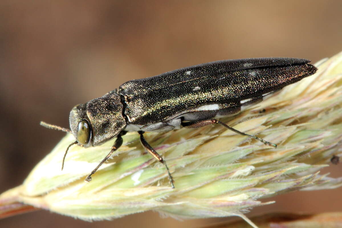 Image of Agrilus quadriguttatus Gory 1841