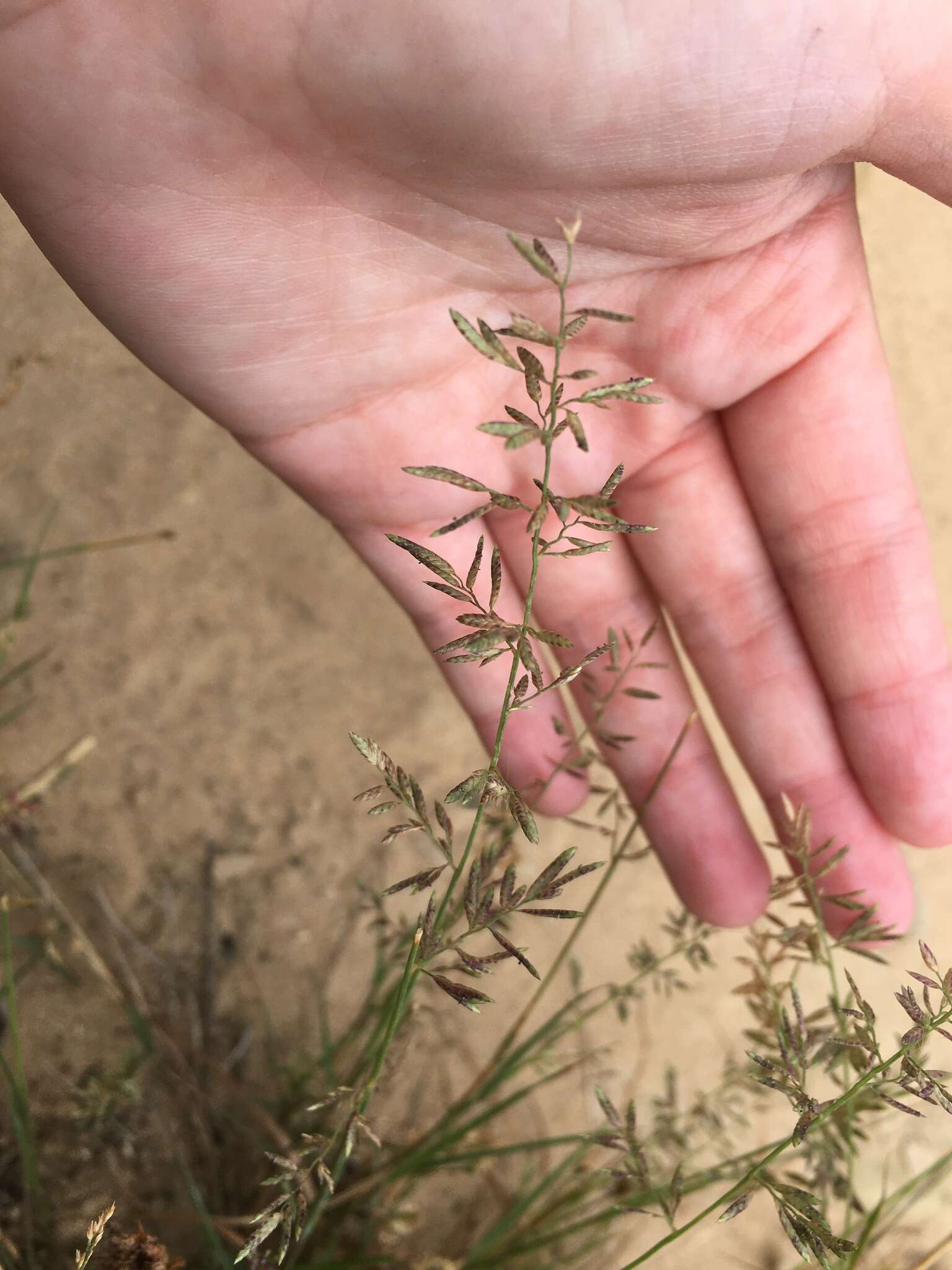 Image of Brown's lovegrass