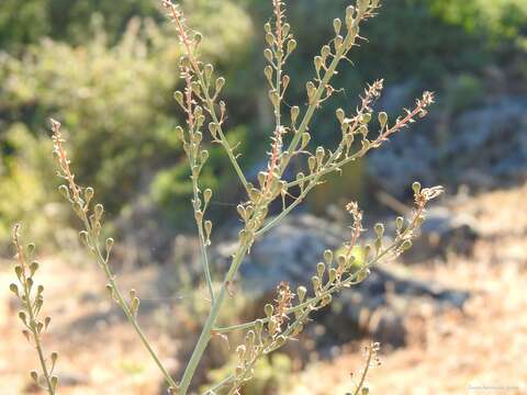 Image de Asphodelus aestivus Brot.