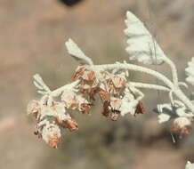 Image of Hermannia minutiflora Engl.