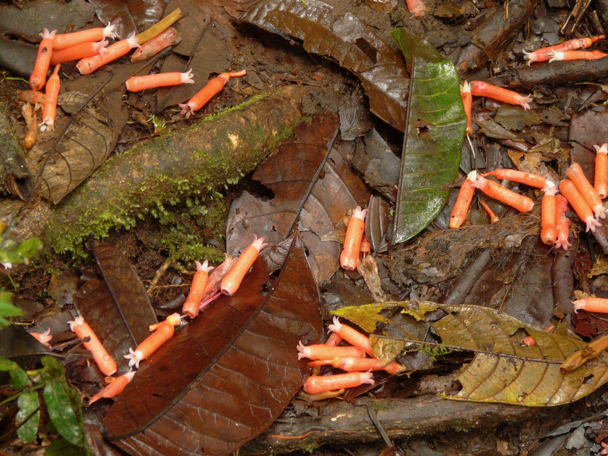 Imagem de Psammisia guianensis Klotzsch