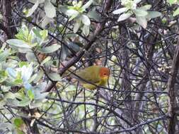 Image of Rust-and-yellow Tanager