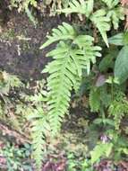 Image of Pteris dispar Kunze