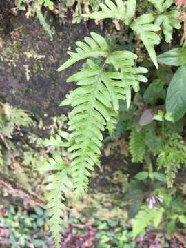 Image de Pteris dispar Kunze