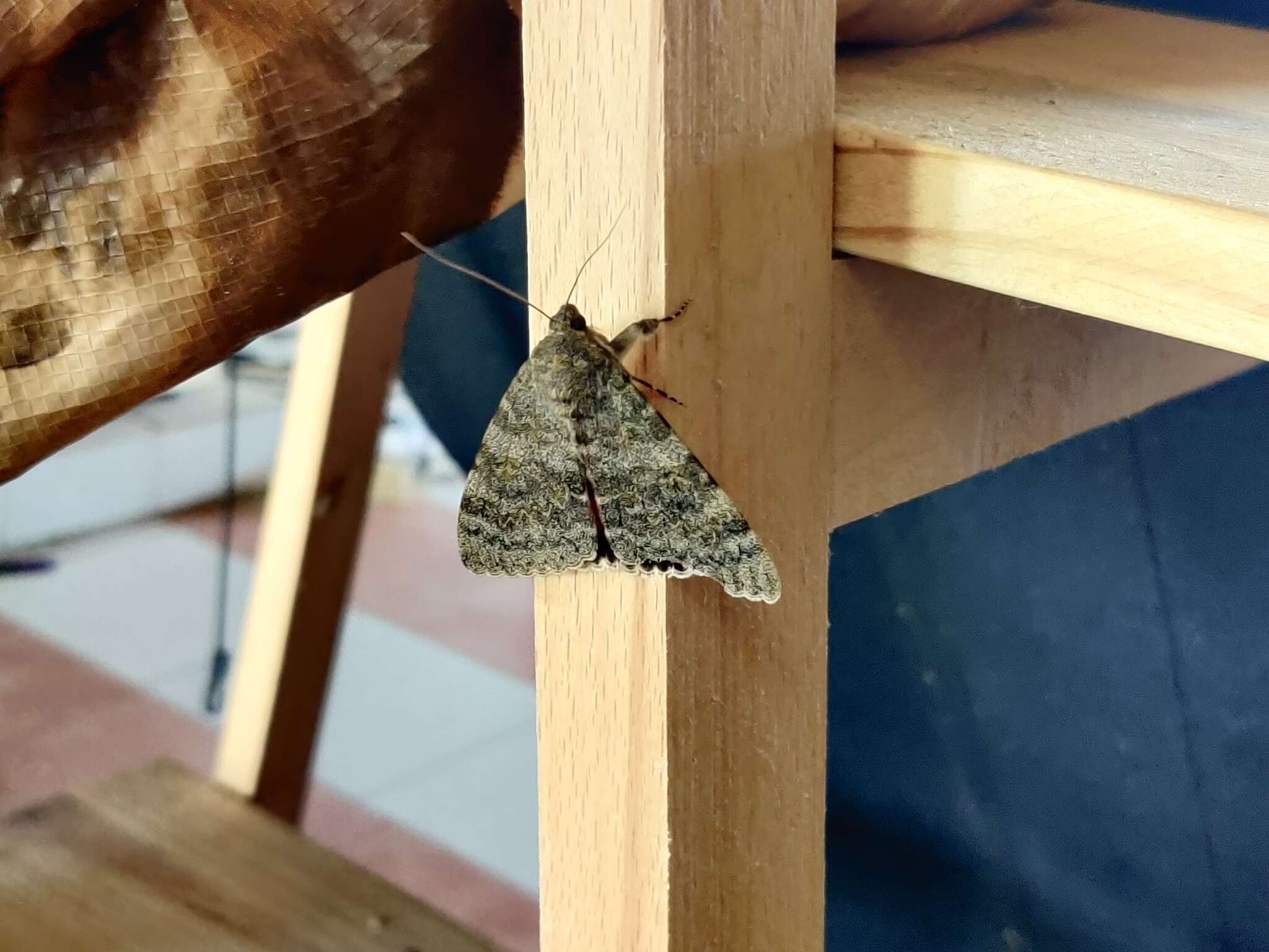 Image of french red underwing