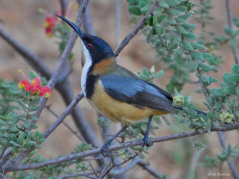 Image of Spinebill