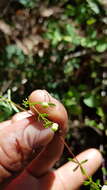 Image of Galium aschenbornii S. Schauer