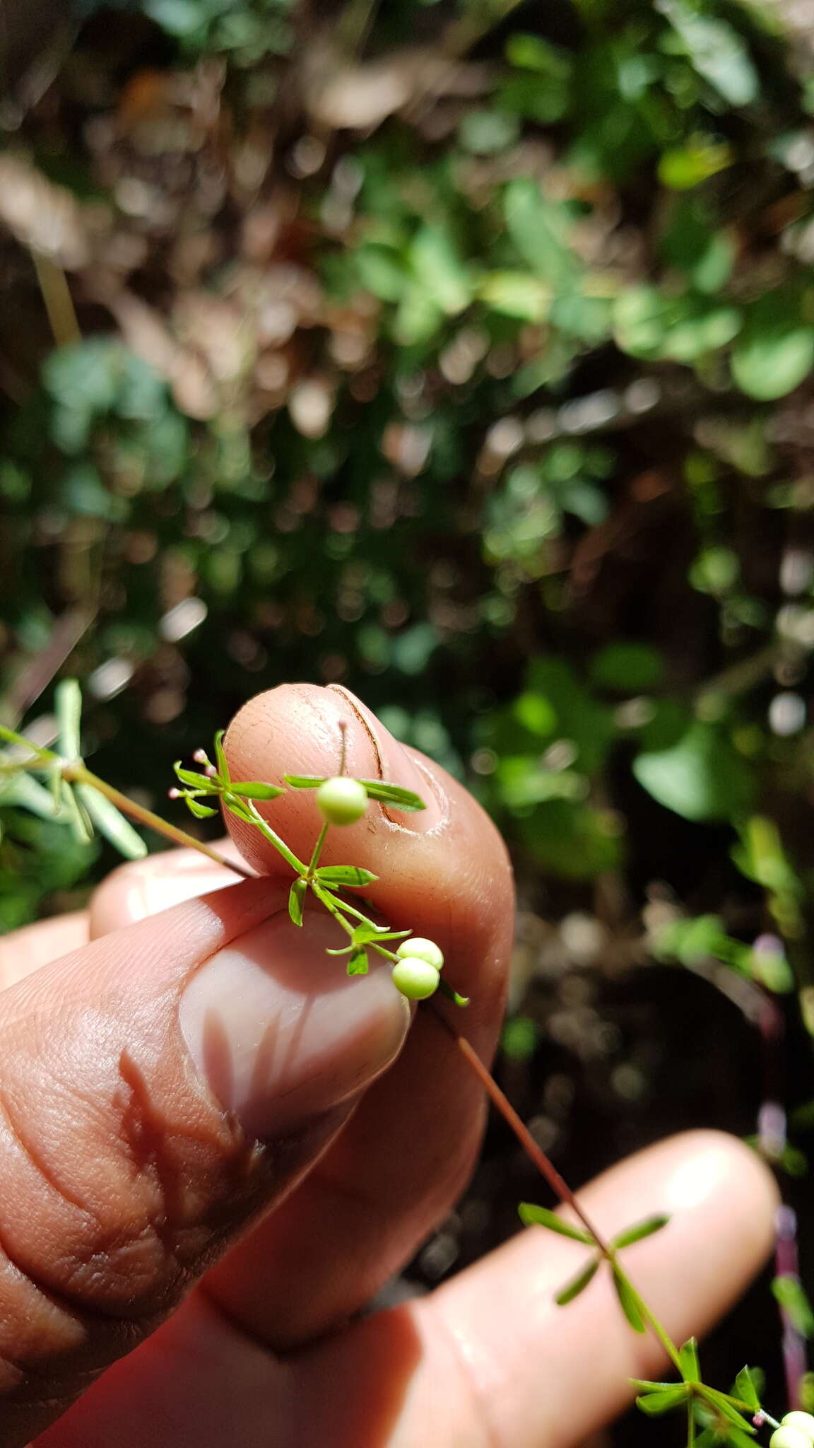 Image of Galium aschenbornii S. Schauer