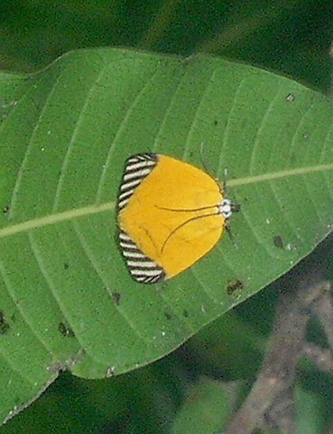 Mapeta xanthomelas Walker 1863的圖片