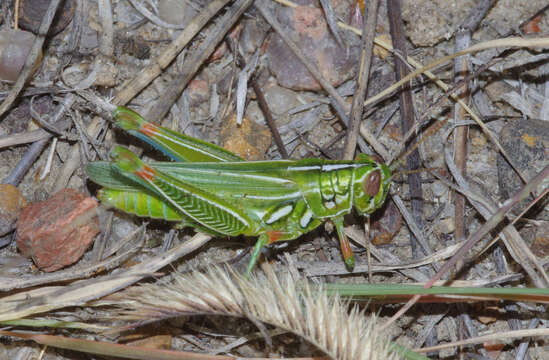 Image of Hesperotettix viridis (Thomas & C. 1872)