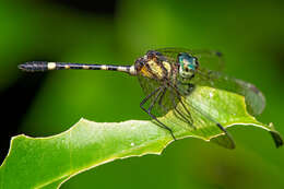 Image of Tetrathemis irregularis cladophila