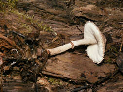 Слика од Lepiota felina (Pers.) P. Karst. 1879