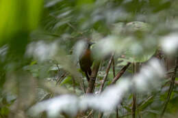 Image of Grey-headed Babbler