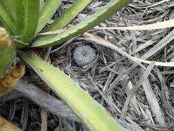 Image of lophophora