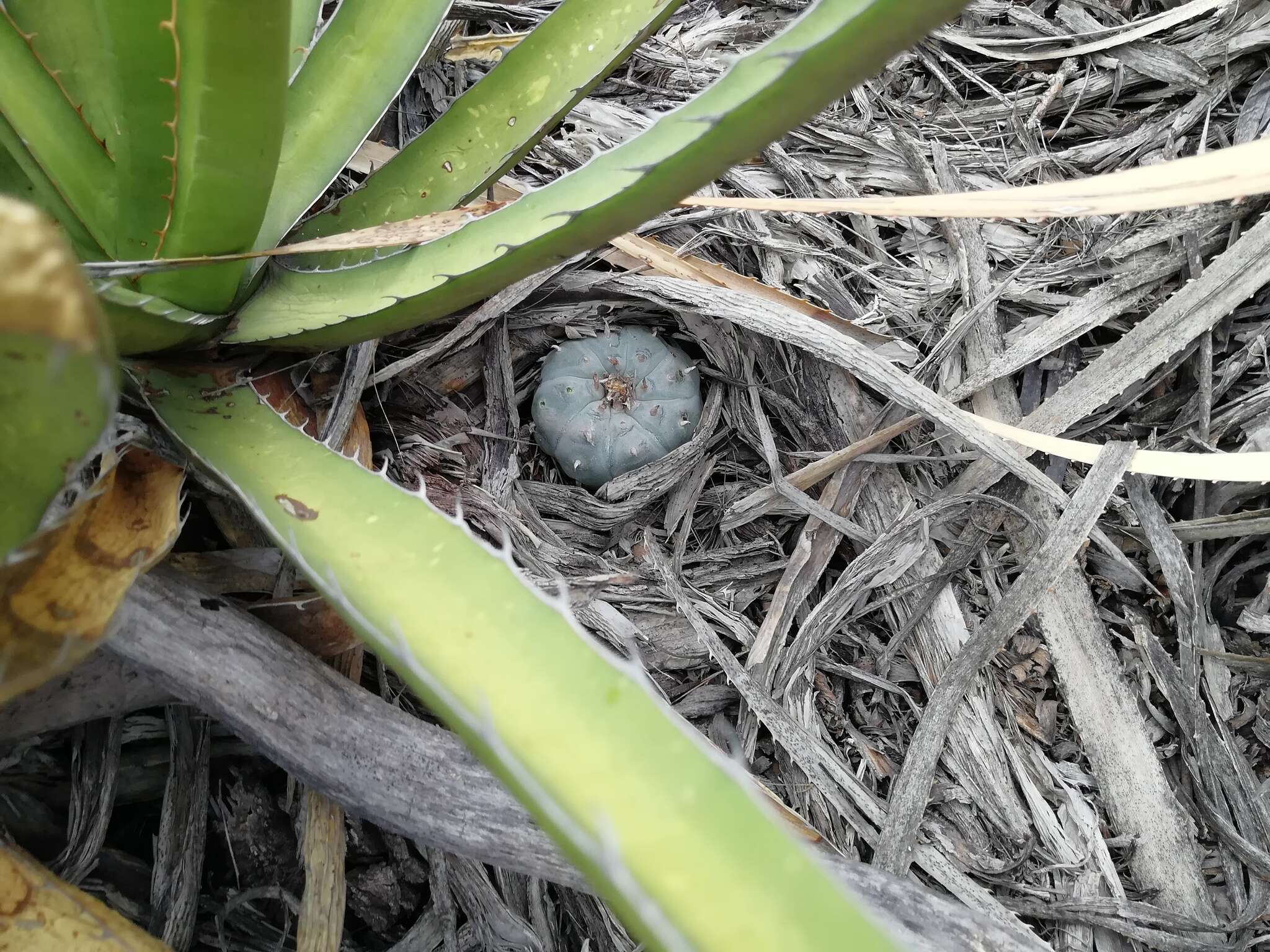 Image of lophophora