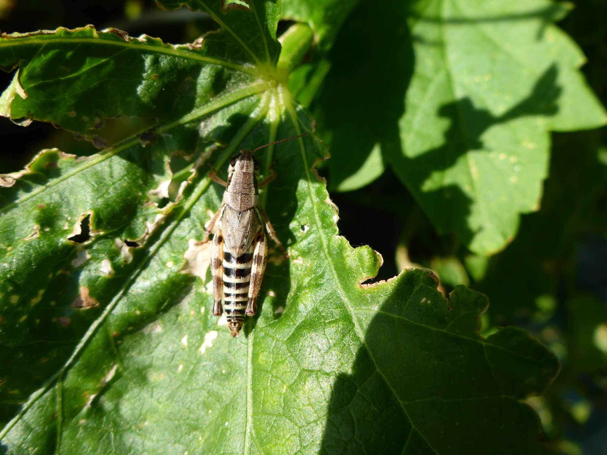 Слика од Melanoplus dawsoni (Scudder & S. H. 1875)