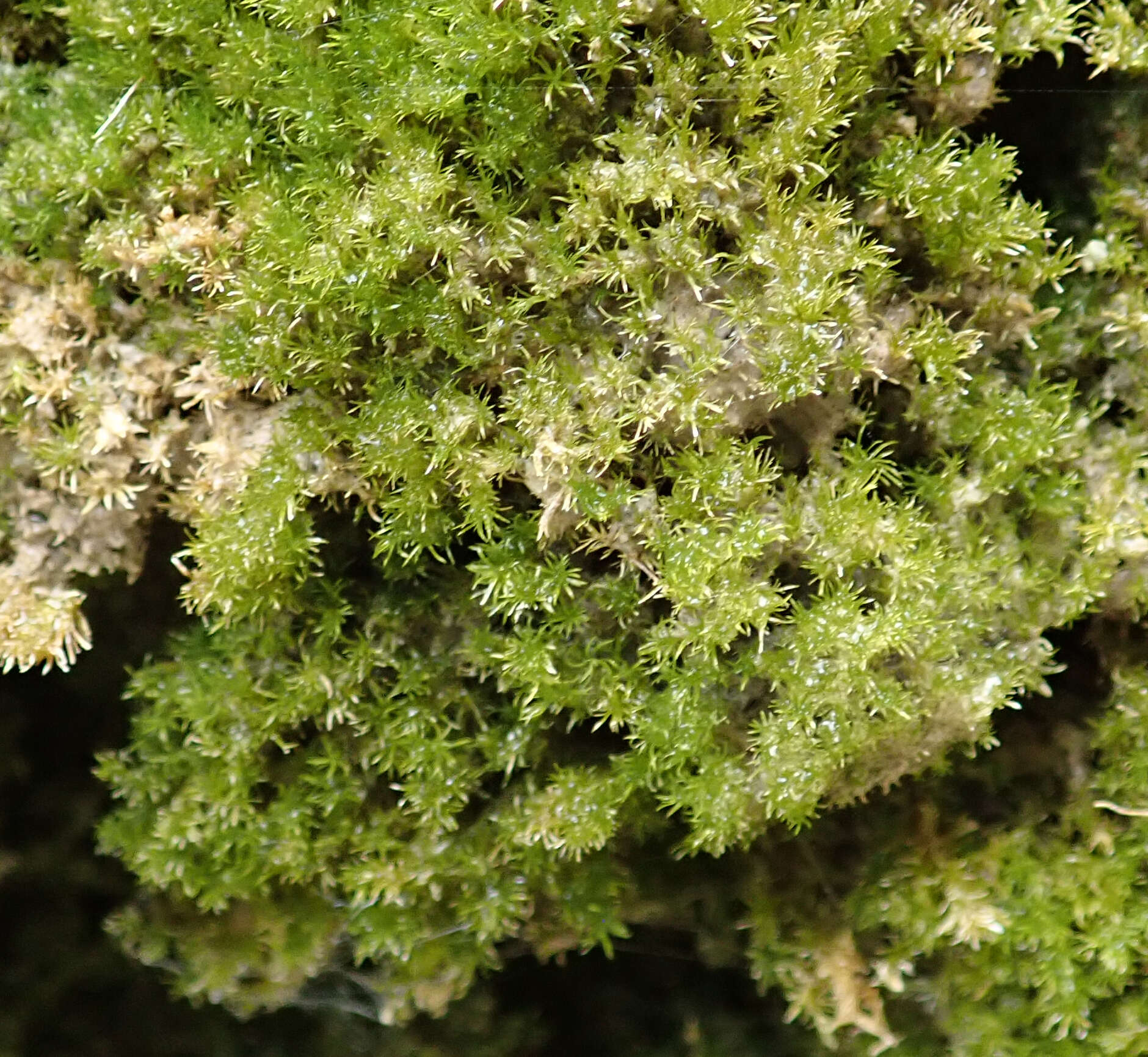 Image of eucladium moss