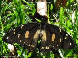 Image of African Swallowtail