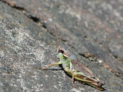 Слика од Melanoplus borealis (Fieber 1853)