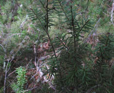 Podocarpus acutifolius Kirk resmi