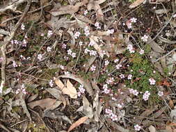 Image of Euryomyrtus ramosissima subsp. ramosissima