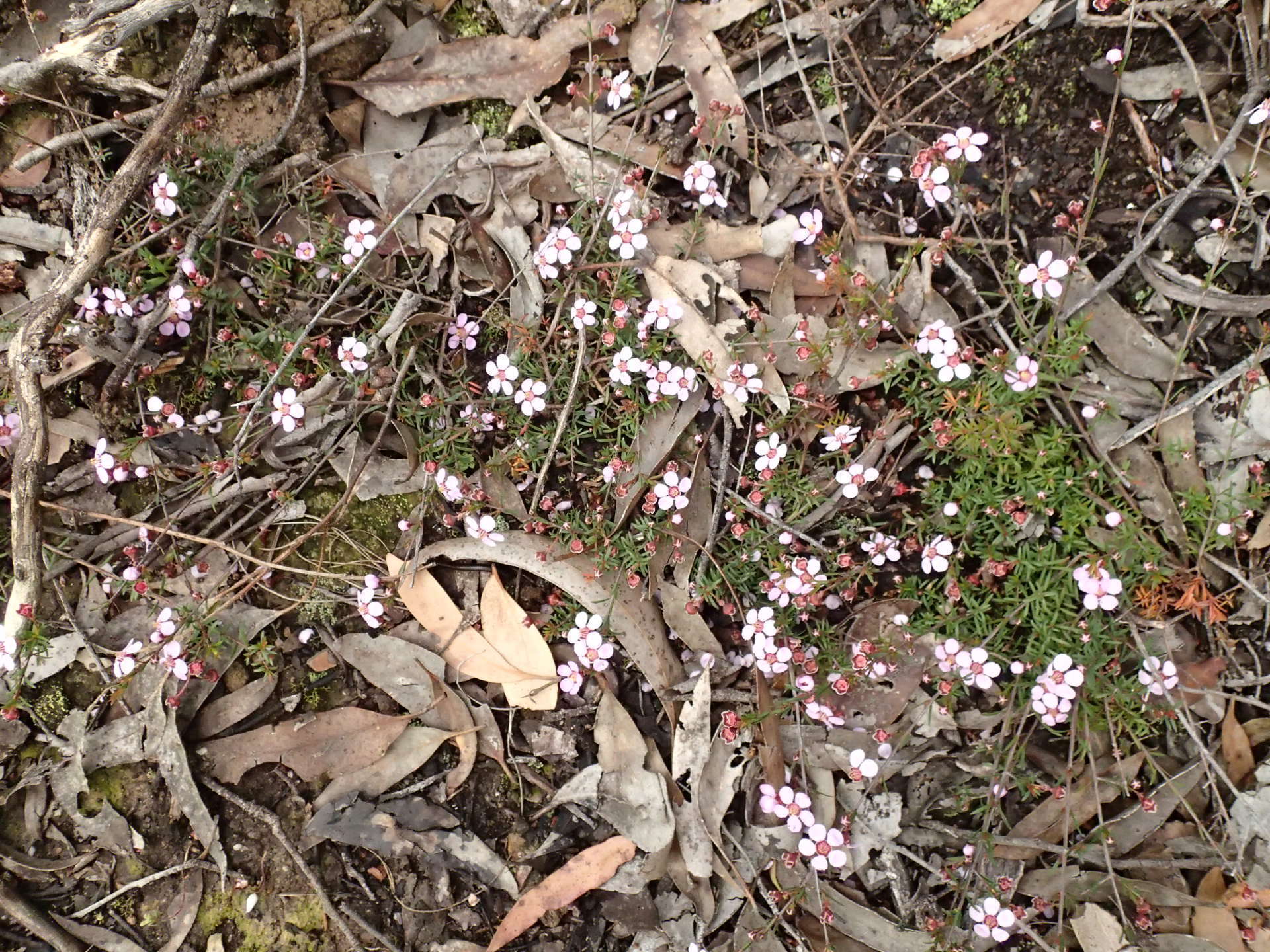 Image of Euryomyrtus ramosissima subsp. ramosissima