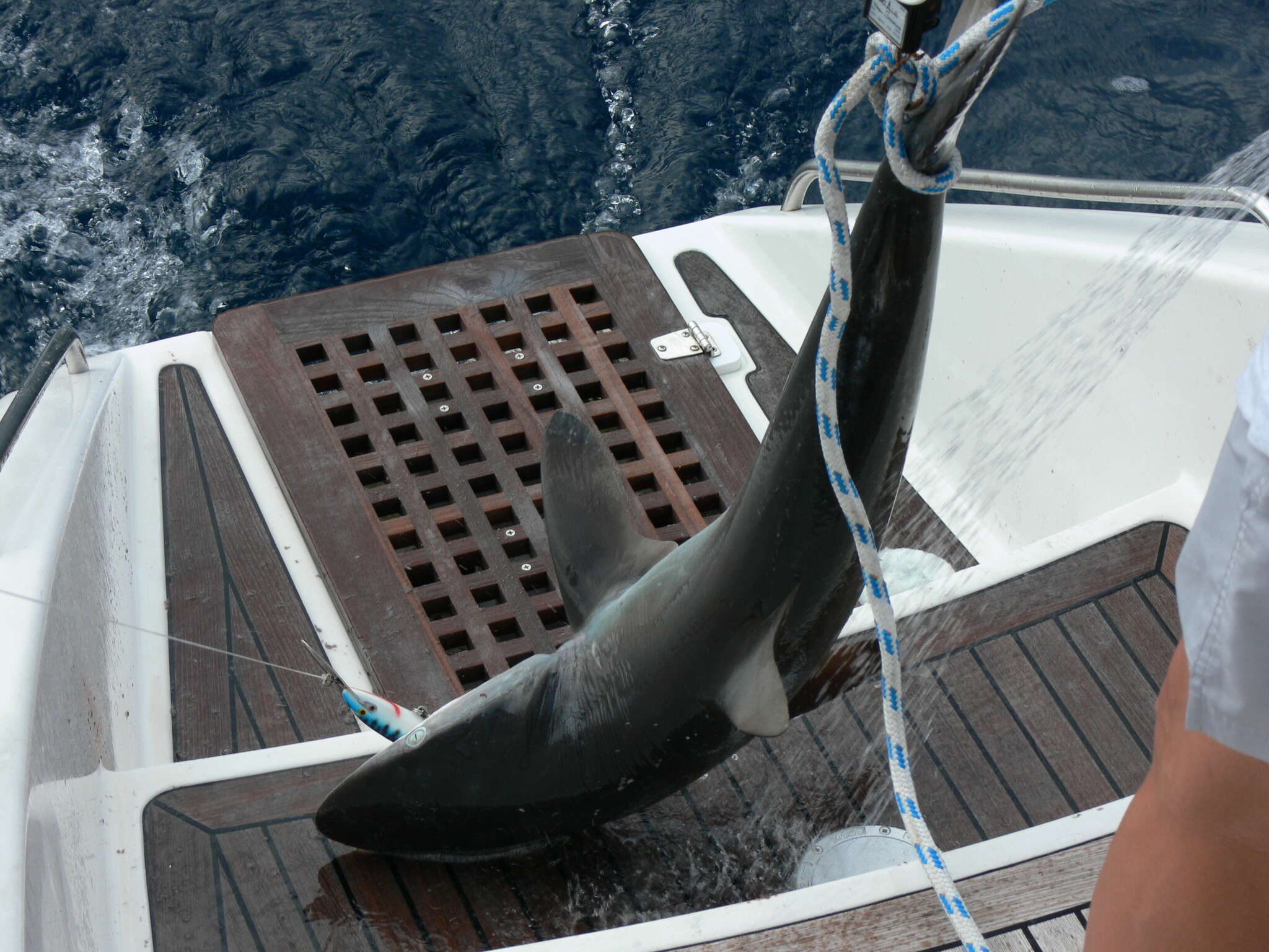 Image of Silky Shark