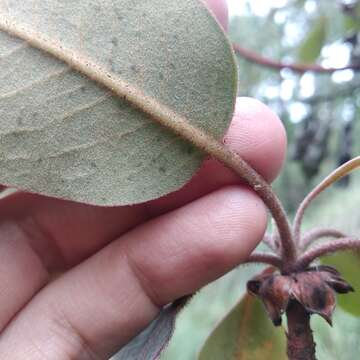 Imagem de Arbutus bicolor S. González, M. González & P. D. Sørensen