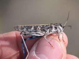 Image of Blue-legged Grasshopper