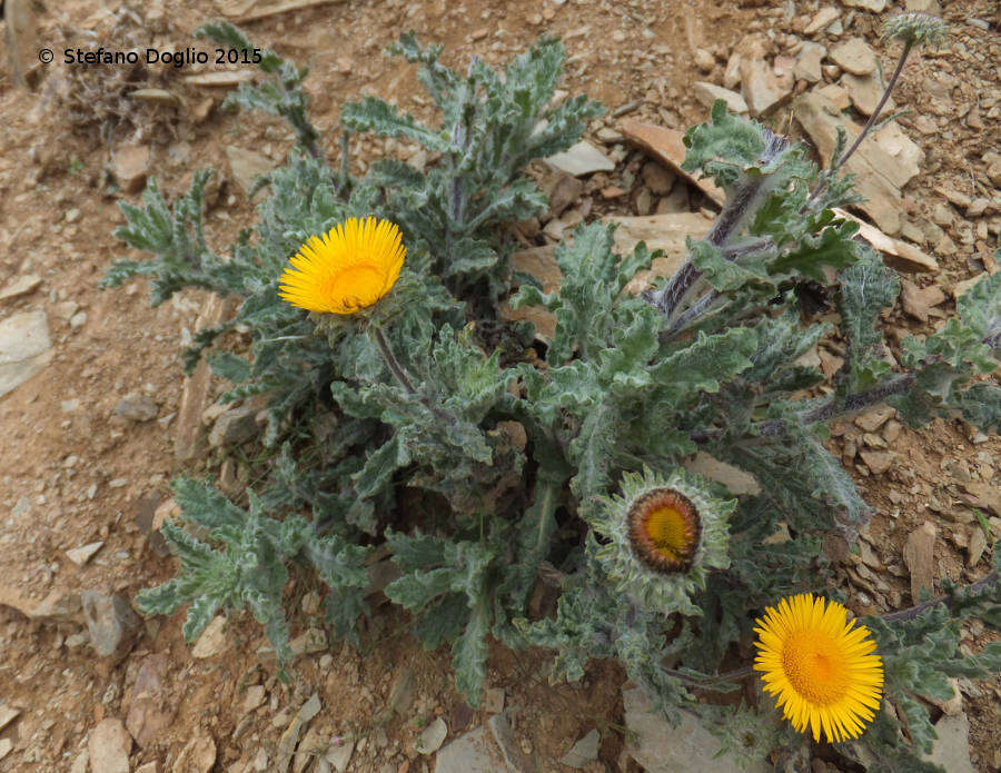 Image of Pulicaria mauritanica Coss.