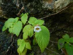 Image of Achimenes misera Lindl.