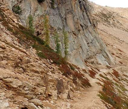 Image of Alpine Larch