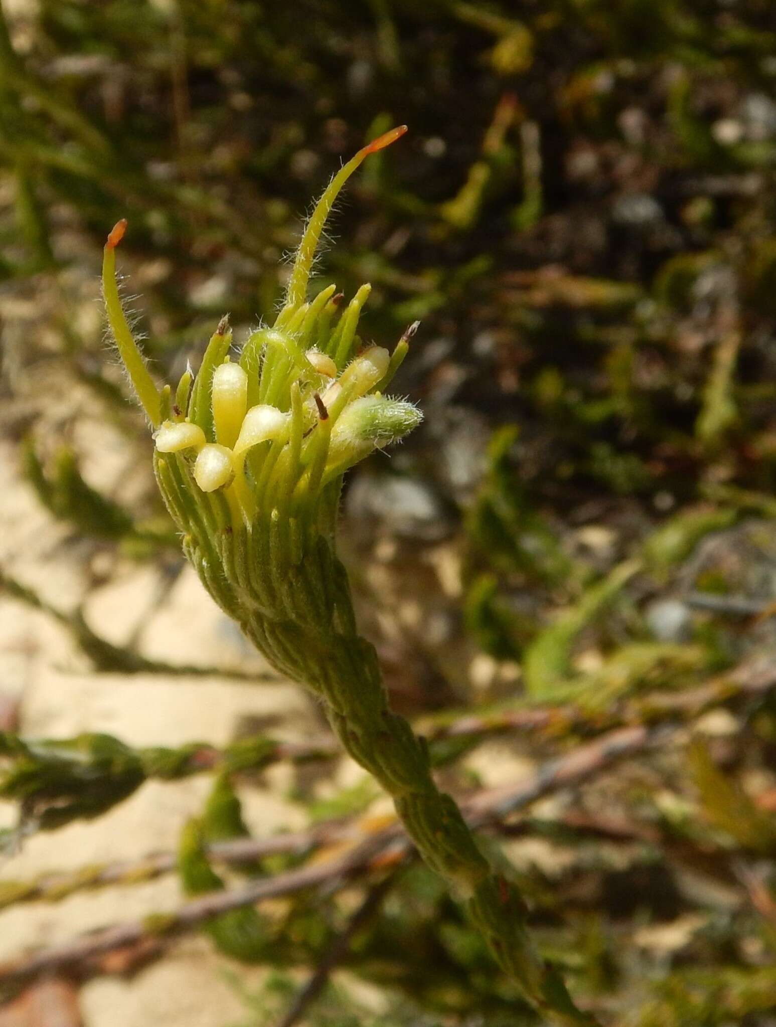 Image de Adenanthos terminalis R. Br.