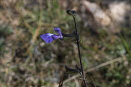 Image of Salvia ramamoorthyana Espejo