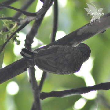 Image of Scaled Piculet