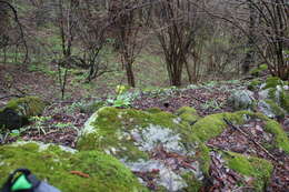 Image of Galanthus angustifolius Koss