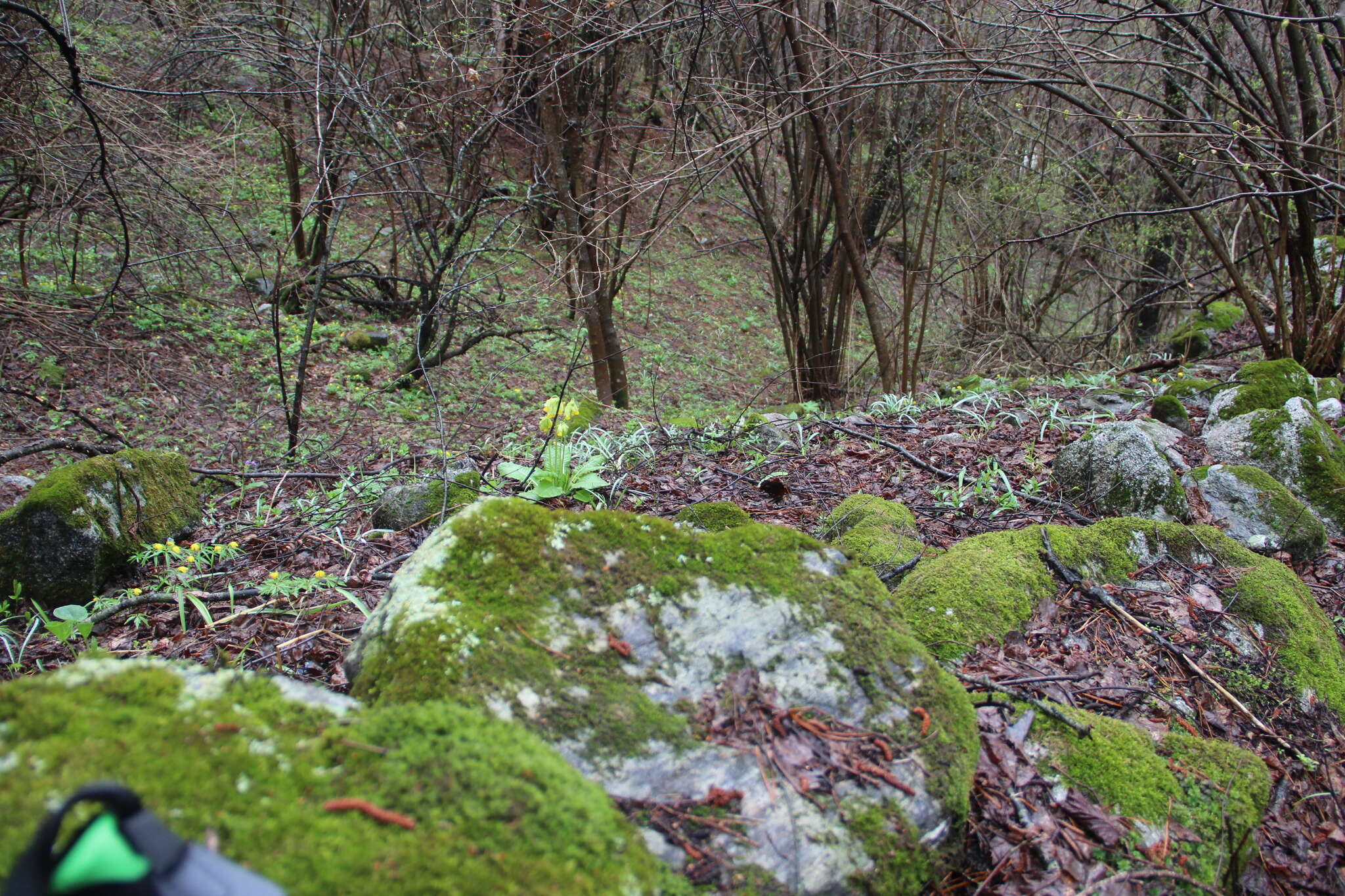 Image of Galanthus angustifolius Koss